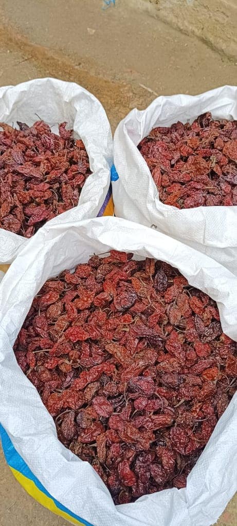 U- Morok (King Chilli) view 2