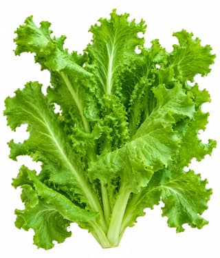 Batavia Lettuce