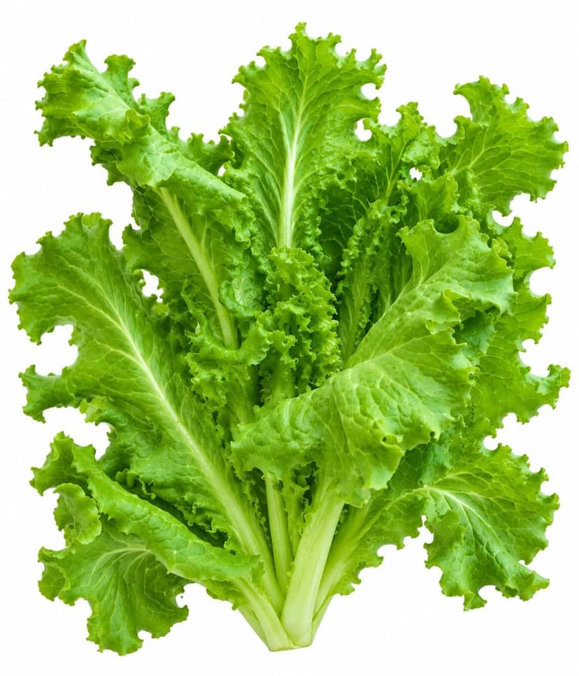 Batavia Lettuce