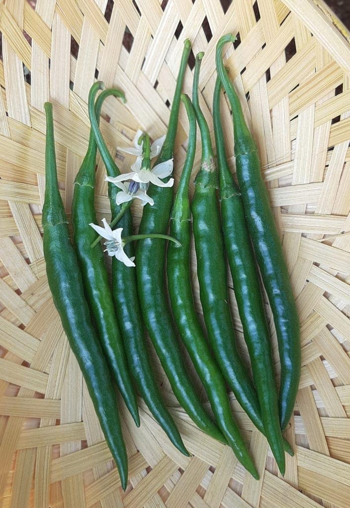 Chilli Indam - 54 Hybrid Seeds - 50 SEEDS view 2