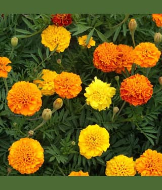 homeagro - Marigold Flower ( 50 Seeds )