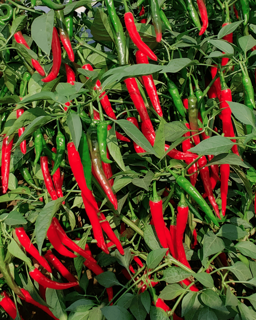 CHILLI INDAM-5 HYBRID SEEDS - 50 seeds view 2