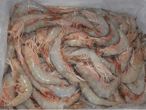 Sea Prawns / Naaran / Jhinga - Uncleaned (500g Pack)