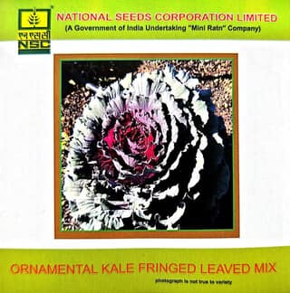 NSC Ornamental Kale Fringed Leaved Mix-3gms
