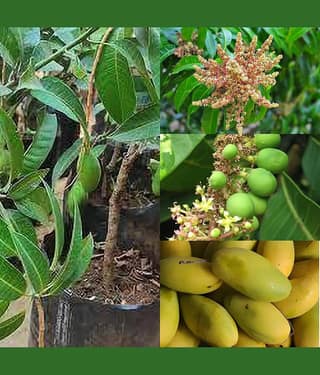 Cloud Farm Outdoor Mango Fruit Plant Pack of 1