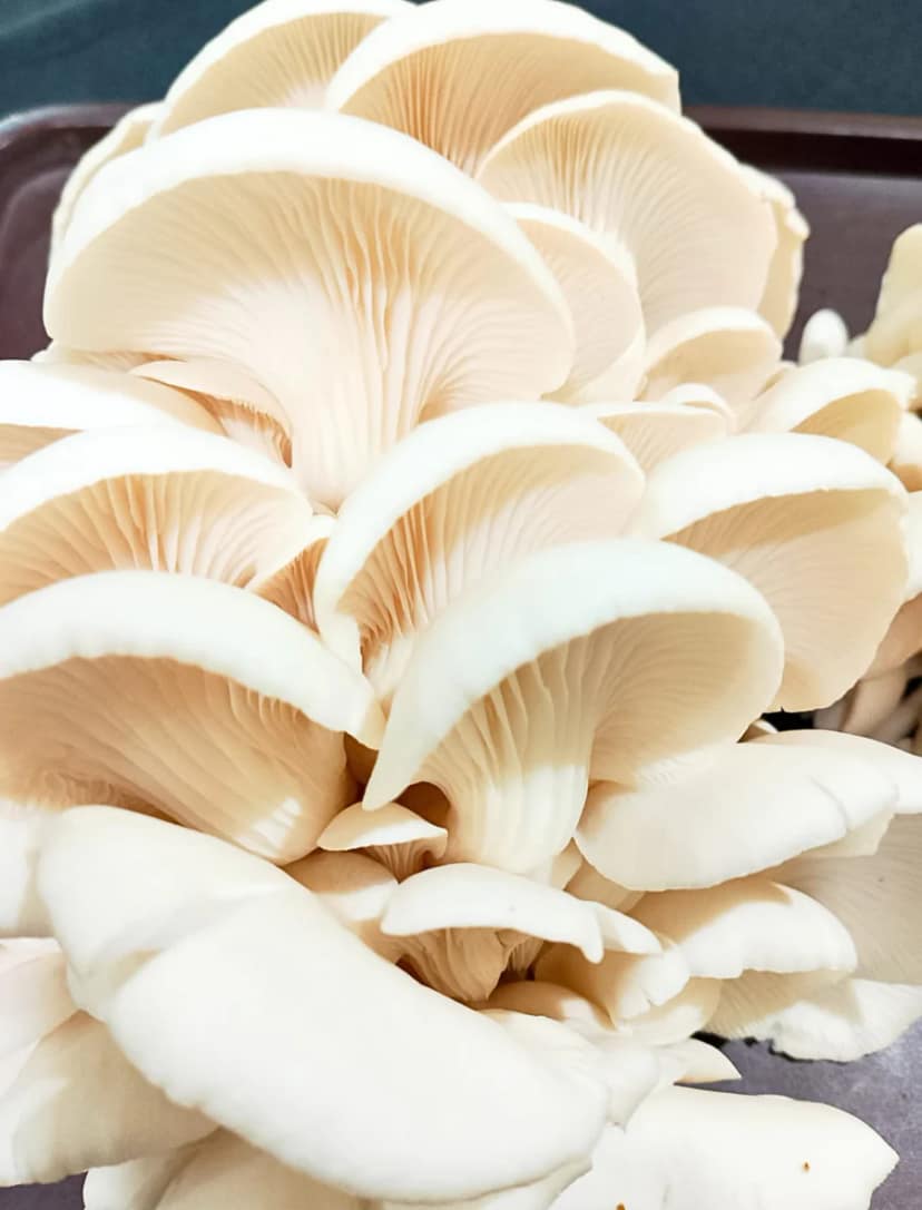 SomaShrooms Immunity Booster Dried Oyster Mushrooms view 2