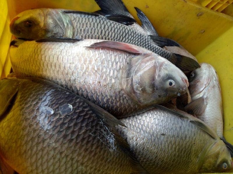 Iced Catla Fish view 2