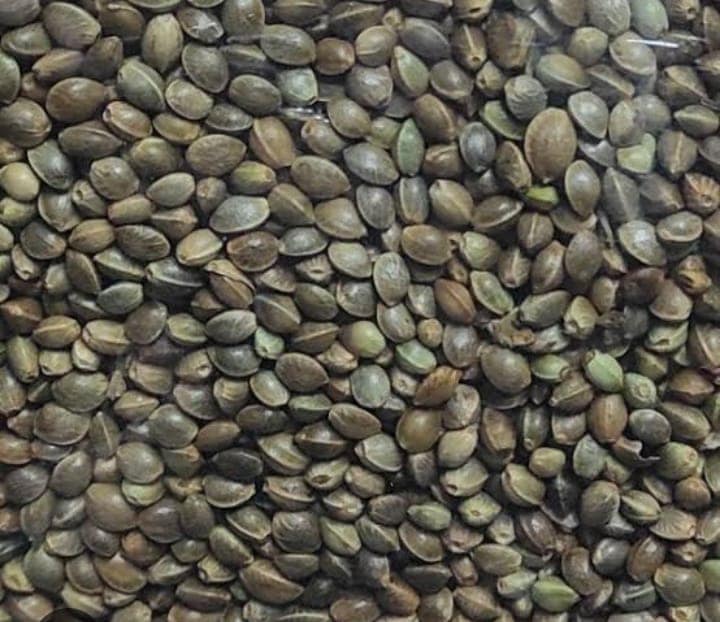 HEMP SEED view 2