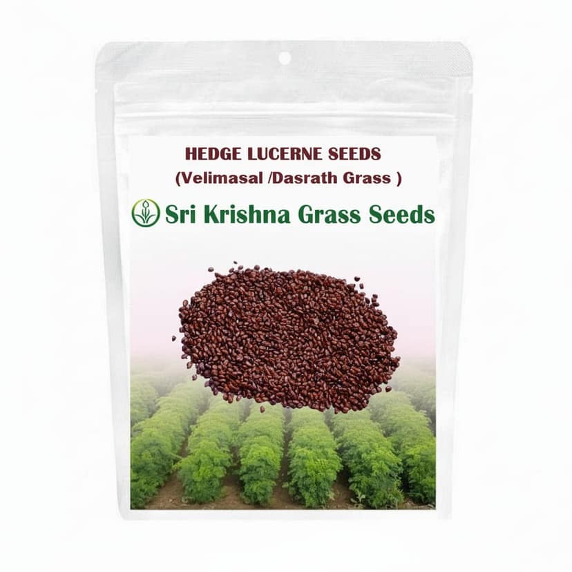 Sri Krishna Hedge Lucerne Seeds (Velimasal / Dasrath Grass) - Premium Quality for Fodder & Soil Health
