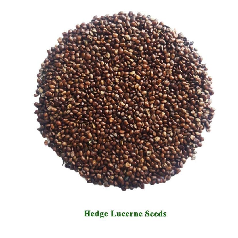 Sri Krishna Hedge Lucerne Seeds (Velimasal / Dasrath Grass) - Premium Quality for Fodder & Soil Health view 2
