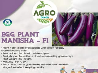 Agro Seeds Hybrid Brinjal Manisha Giant Vegetable Seeds (Pack of 50Seeds), Improve Purple Long Red Brinjal Seeds, Begun