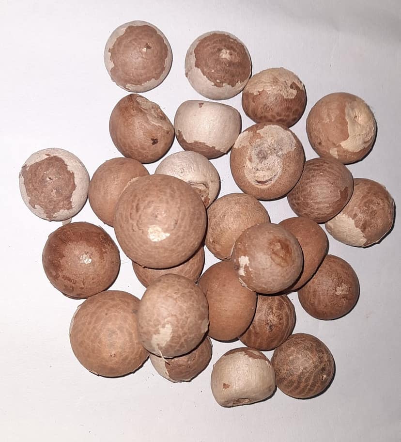 Whole Arecanut view 2