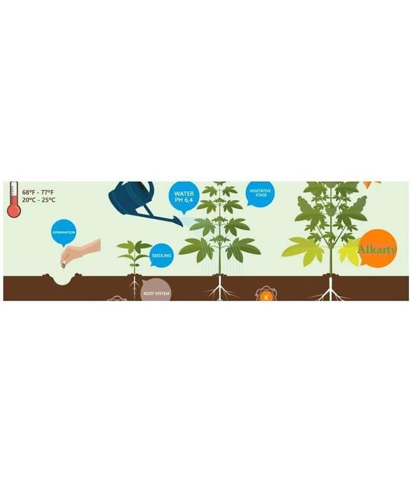 Alkarty Fruit Seeds Mega Combo (Papaya, Guava, Grapes,seeds 20 seeds of pack view 2