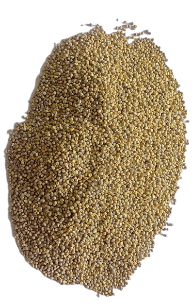 Pearl Millet view 2