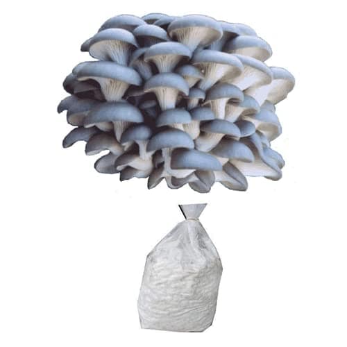 Oyster Mushroom Spawn (Pleurotus ostreatus) Blue Oyster 2kg