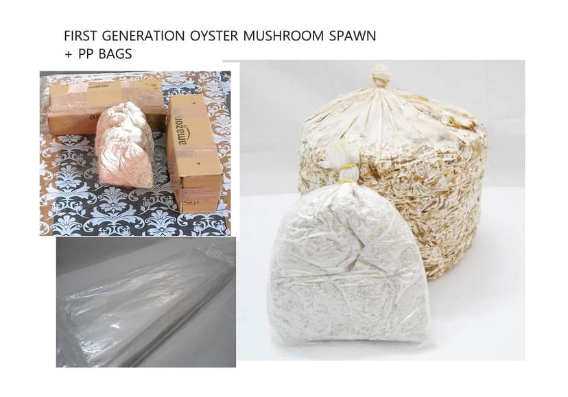 Oyster Mushroom Spawn (Pleurotus ostreatus) Blue Oyster 2kg view 2