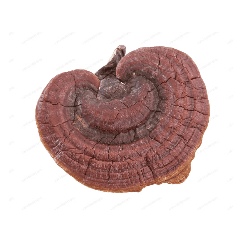 Ganoderma Reishi Mushroom Extract Powder 50 gm | Red Ganoderma lucidum (Lingzhi) view 2