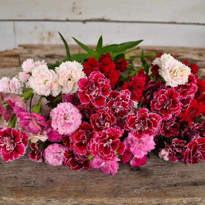 DIANTHUS F1 DOUBLE DYNASTY MIX SEEDS - 15 SEEDS