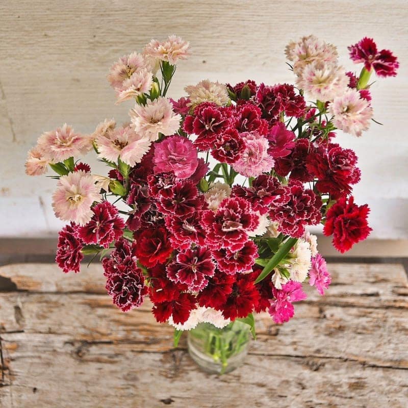 DIANTHUS F1 DOUBLE DYNASTY MIX SEEDS - 15 SEEDS view 2