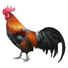 Daily Fresh Classic Burnt Turmeric Rooster Country Chicken With Skin / Natti Koli - Whole Curry Cut