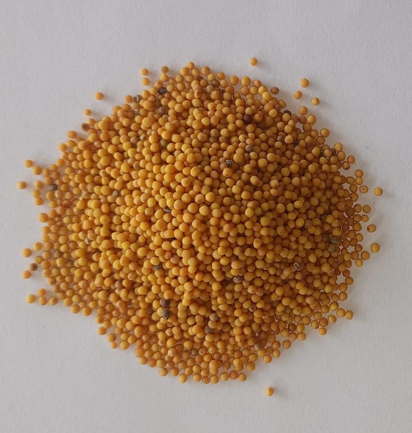 YELLOW SARISA/ MUSTARD (Pack of 5) view 2
