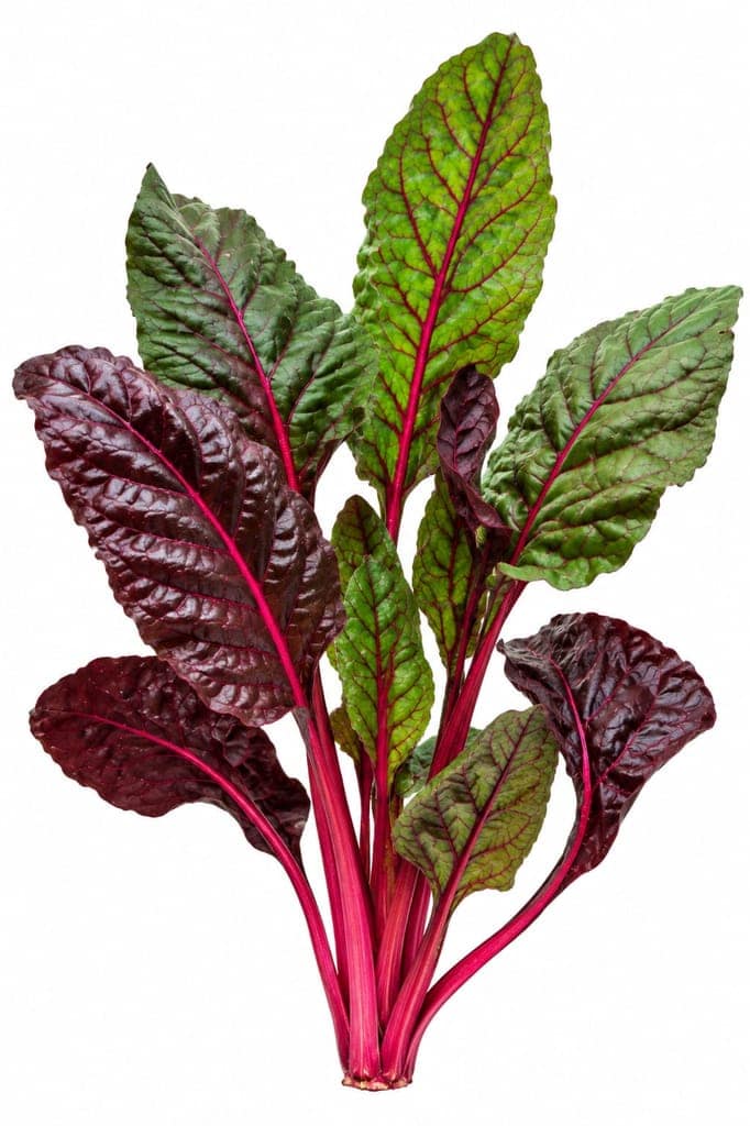 Red Chard view 2