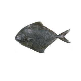Black Pomfret /Avoli /Vaval 1kg