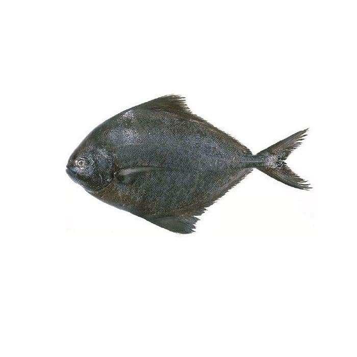 Black Pomfret /Avoli /Vaval 1kg