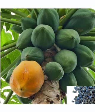 homeagro - Papaya Fruit ( 50 Seeds )