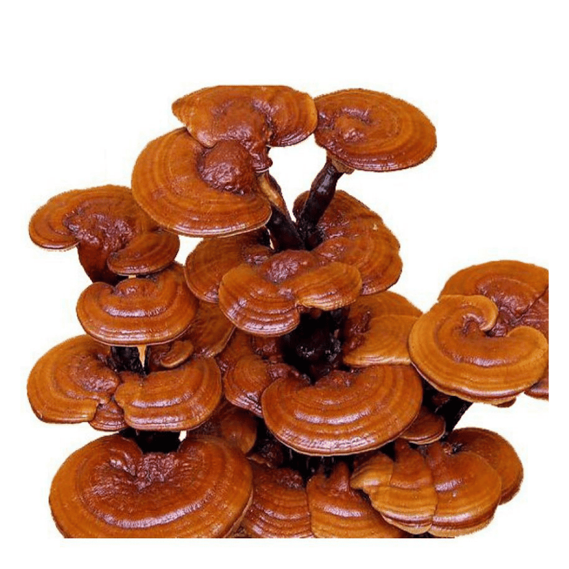 Dry Ganoderma Reishi Mushroom 50 gm | Red Ganoderma lucidum (Lingzhi) view 2