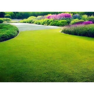 Lawn Grass Seeds Ideal for Vibrant, Lush Green Coverage Pack of 100 SEEDS view 2