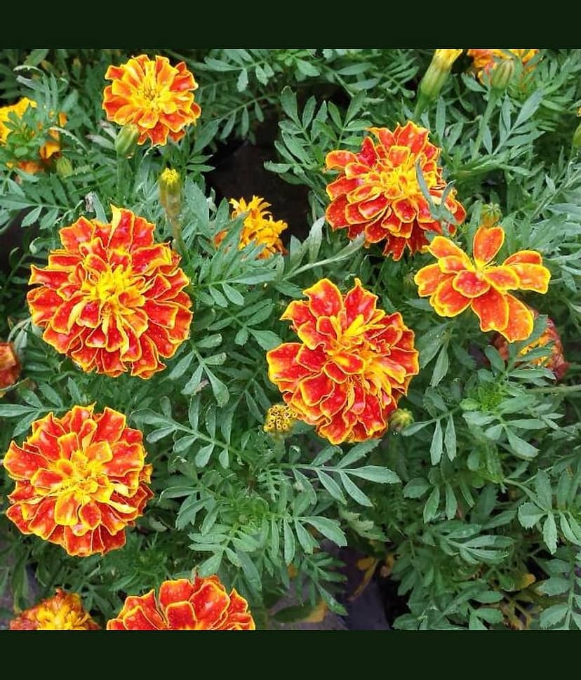 Marigold Mix Flower Seeds 30 Seeds Pack view 2