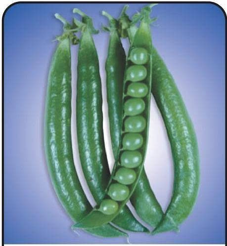 Nsc garden pea 250 gms view 2