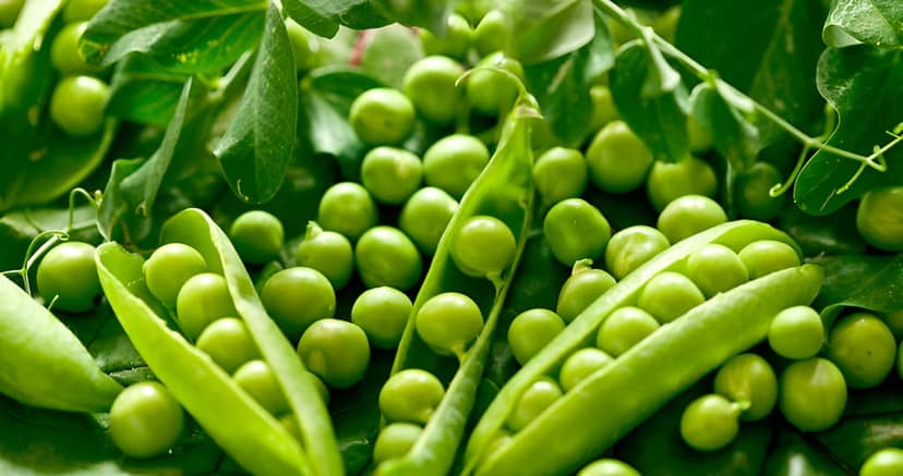 Peas Indam Gren Woo OP Seeds - 50 SEEDS view 2