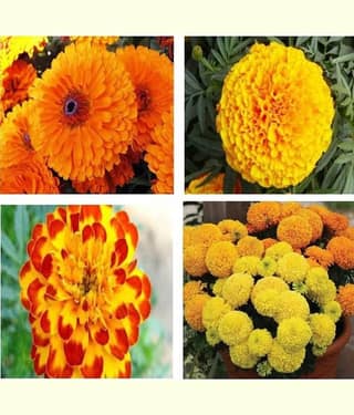 Marigold F1 Hybrid Inca - 30 Flower Seeds