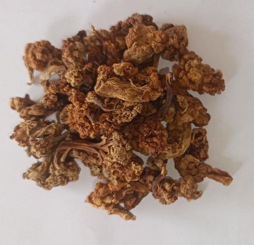 DRY COLIFLOWER (PACK OF 5) view 2