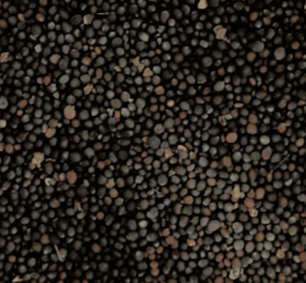 Black Mustard Seeds for farming Pusa 28 Variety- 450gms view 2