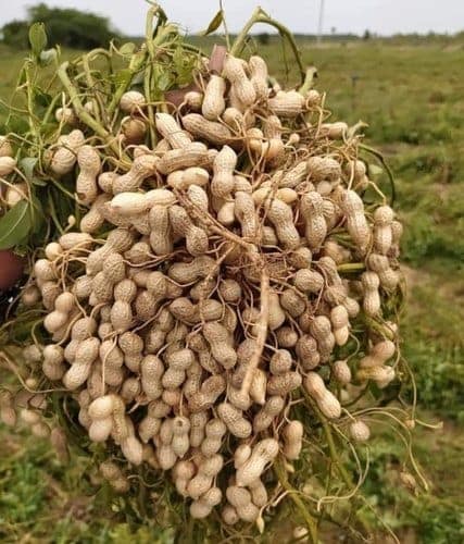 Groundnut (Peanut) - 1Kg view 2