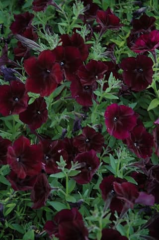 PETUNIA DEBONAIR BLACK CHEERY SEEDS -10 SEEDS
