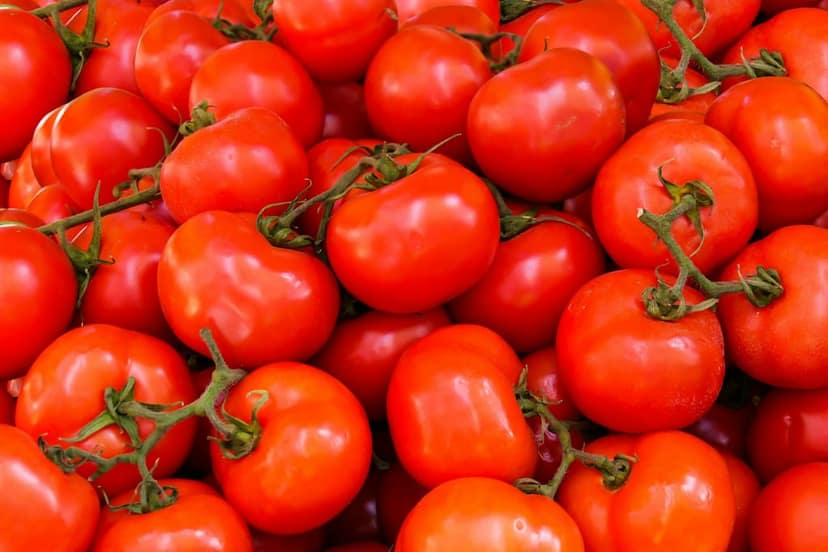 TOMATO view 2