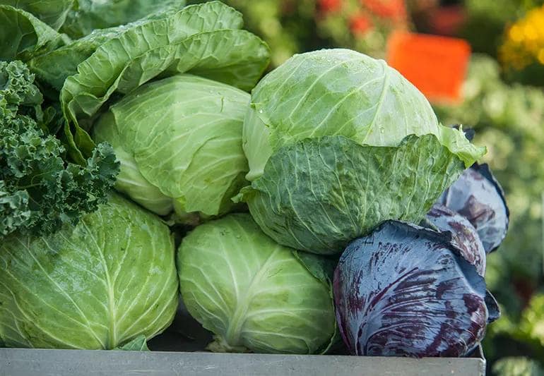 Cabbage | 1 Kg