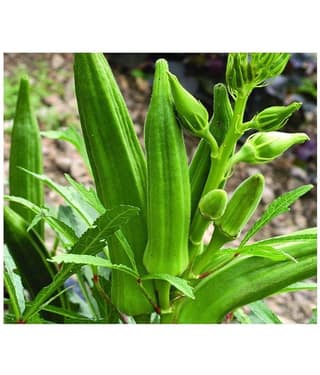 Lady Finger Seeds Pack Of 50 Exotic Seeds