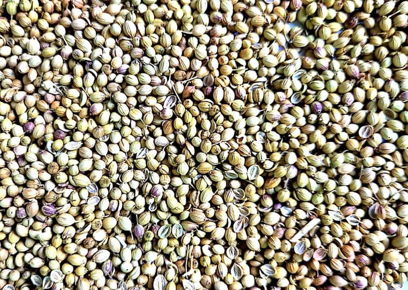 Coriander Arka isha – 250 g Pack view 2