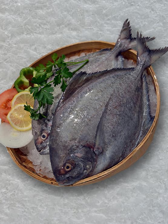 Halwa Fish 1 Kg