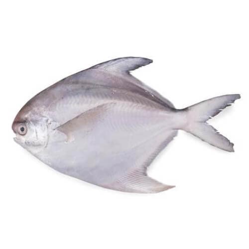 White Pomfret Avoli Small 1 Kg