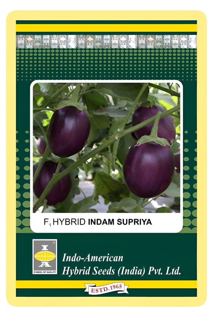 BRINJAL INDAM SUPRIYA [ROUND-14] HYBRID SEEDS - 50 SEEDS view 2