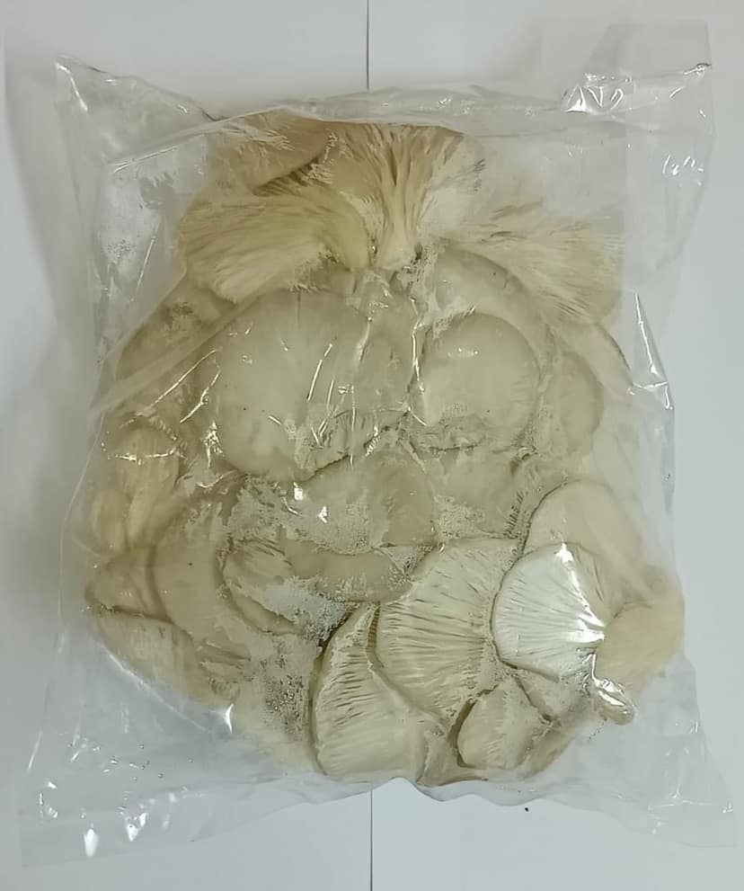 Oyster Mushrooms - Straight from the Farmers for Purity and Good Health - 250g" view 2