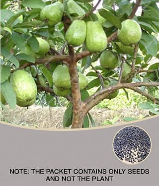 homeagro - Guava Fruit ( 100 Seeds )