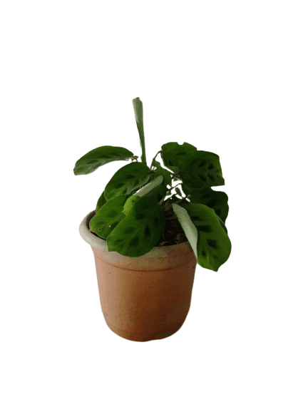 Calathea Leuconeura Plant view 2