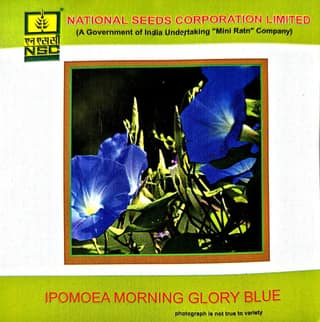 IPOMEA MORNIMG GLORY BLUE - 3GM